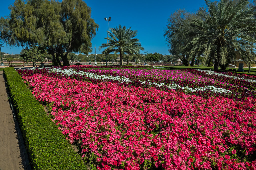 Flowers in Oman Park