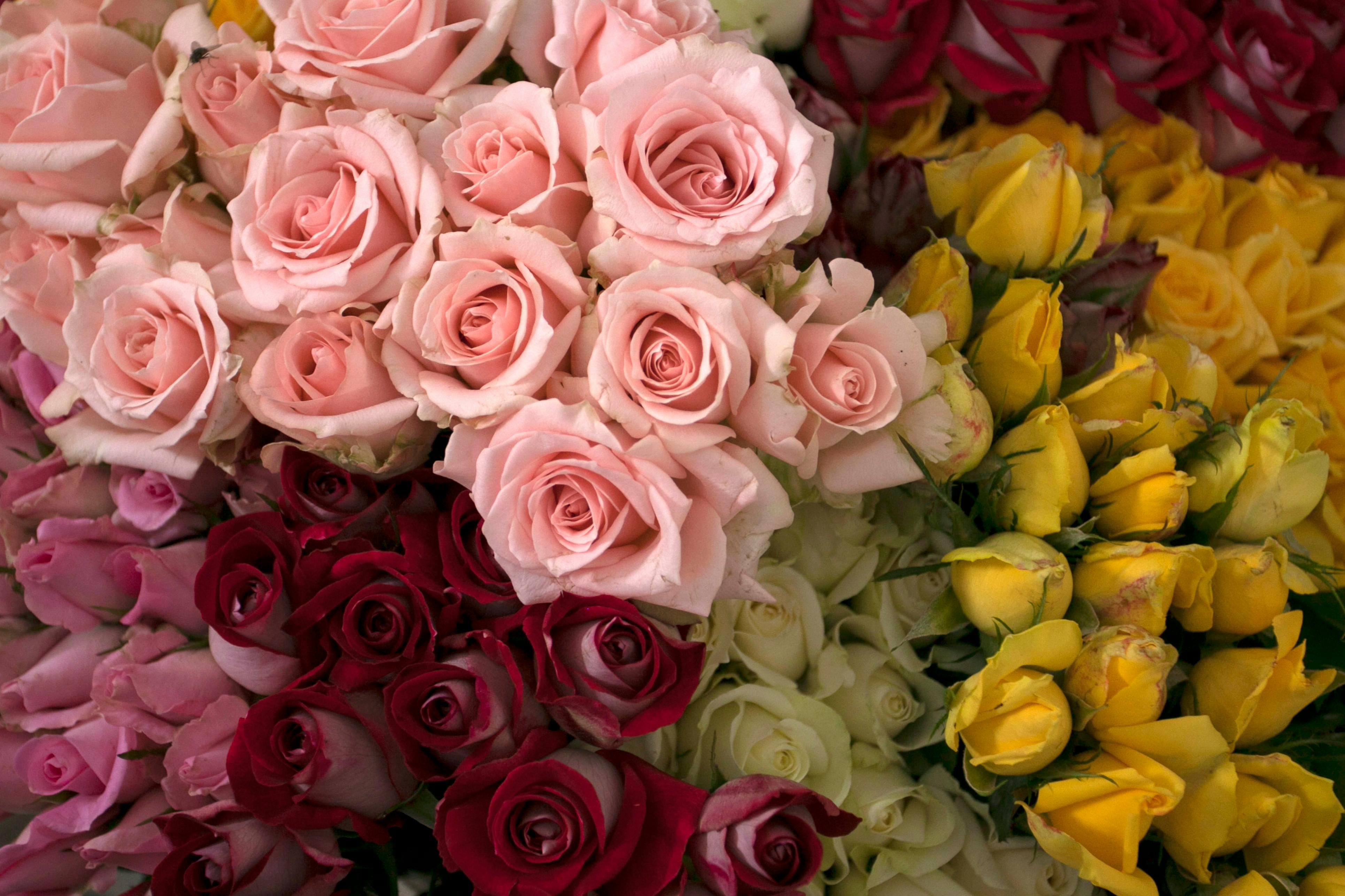Cut Flowers