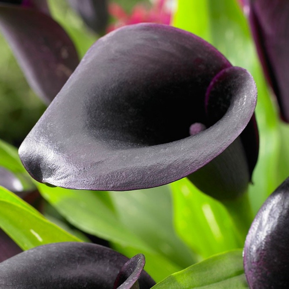 Calla Lilies