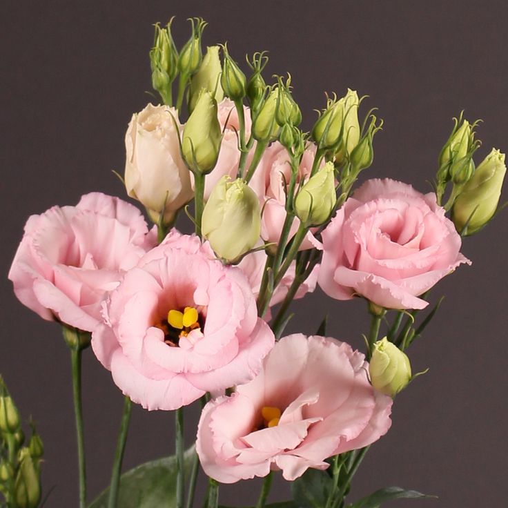 Lisianthus